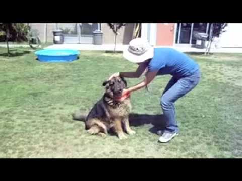 WILEY *URGENT*, an adopted German Shepherd Dog Mix in San Pedro, CA_image-1