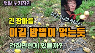 텃밭농사 긴 장마비로 노지참외가 열매와 줄기만 남고 앙상하게 변했습니다.두번째 참외밭은?