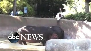 LAPD searches for man seen spanking a hippo at the zoo