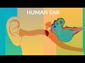 How Your Ear Work Human Ear Structure And Function