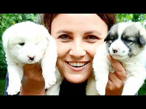 Adina's rescuing story and her love for animals