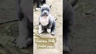 American Bully Puppy | Puppies for Sale nearby / nearme | American bully Dog