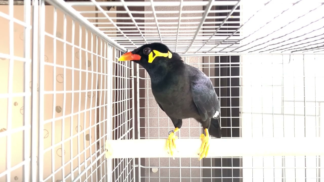 すがちゃん : やる気のない朝