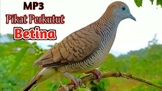Download lagu Suara Burung Perkutut Betina Paling Ampuh Untuk Memanggil Jantan Agar Bunyi mp3