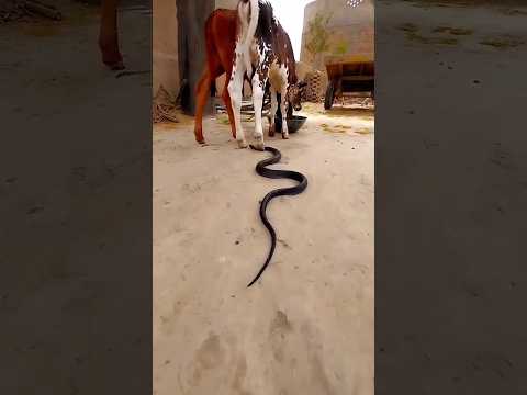 ||bholad surapura dada live||bholad dada ||bholad vara dada||bholad surapura||#bholad #surapuradada