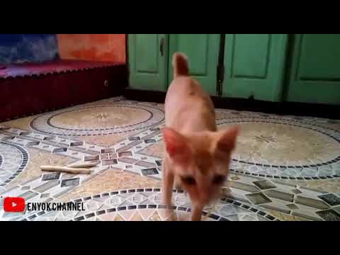 jodha #shorts #catchnewstoday #caracepatnambahsubscriber #dogcatlove #cat