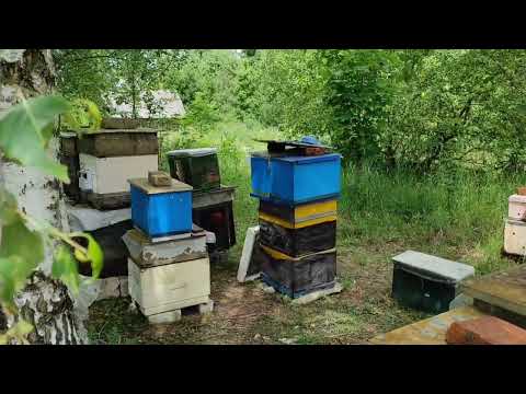 Пчеловодство.Роеловство.Первые результаты охоты на бродячие рои. Лесной рой. #роеловство #пчёлы #рои