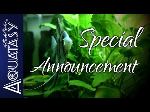 Aquatasy - Special Announcement