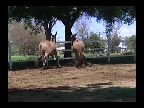 Maab Bailarina e Maab Granfina