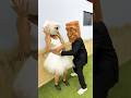 BALLERINA CAPPUCCINA IS PREGNANT