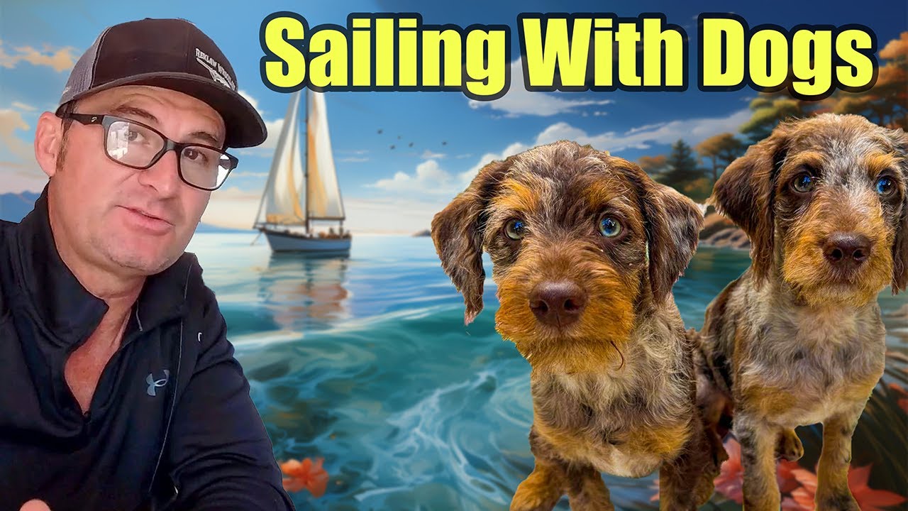 What's it REALLY like Sailing with Dogs?