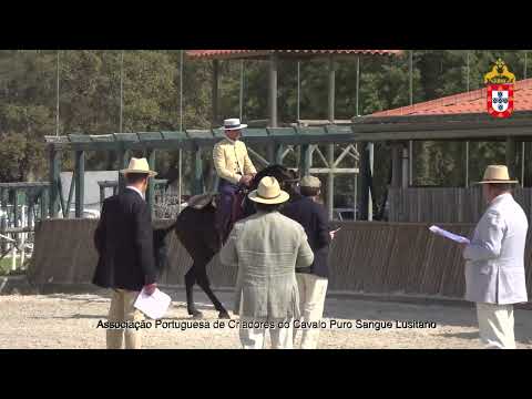 220716 6 Napoleão II Aprovação de Garanhões