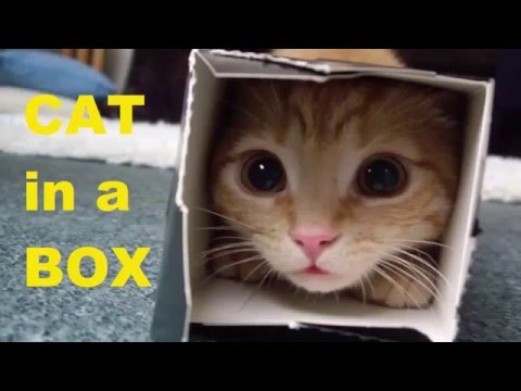 Funny Cat Videos   Cat in a box   Funny Cats Compilation 2015