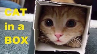 Cats in box and other predicaments