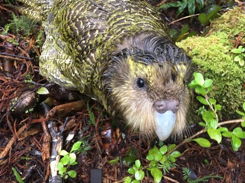December 2019 Stint with the Kakapo Recovery Team - Anchor Island
