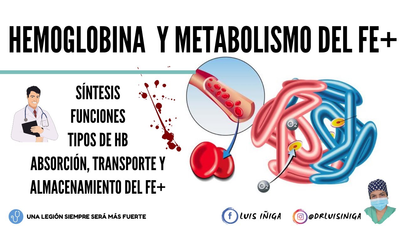 Fisiología: Hemoglobina (Síntesis, Funciones, Tipos) | Metabolismo del hierro