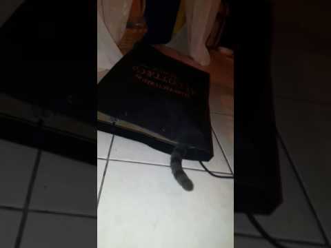 A big black bag it's moving. From inside.... Astro Cat appear...