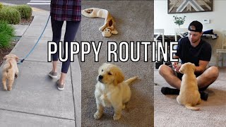 Puppy Evening Routine | Raw Food Diet | Golden Retriever Puppy