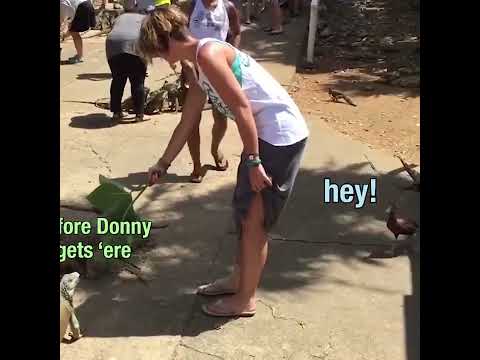 DON'T FEED THE ANIMALS