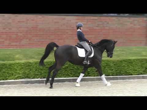 Hof Brüning - Sari v. Schwarzgold - Diamond Hit - Louis Ferdinand, Stute, geb. 2017