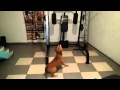 Pitbull In The Gym