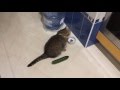 Funny Cats Scared Of Cucumbers Cat Vs Cucumber Compilation