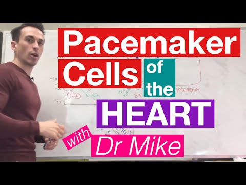Pacemaker Cells of the Heart | Cardiology