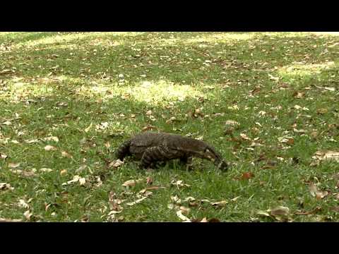 Turkey versus Goanna