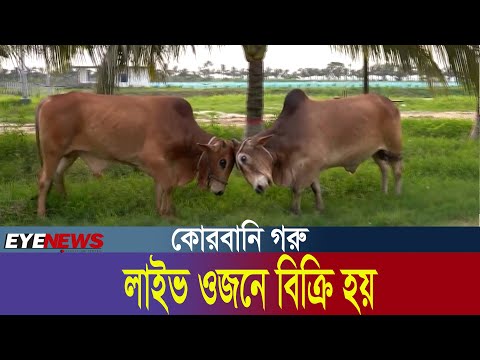 কোরবানির গরু সরাসরি ওজনে বিক্রি করবেন বিক্রেতা