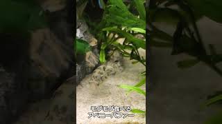 アベニーパファーの魅力　pea puffer fish / 小型水槽 / ペット【ゆっくり実況】飼育 #aquarium #shorts #short #pets  #daphnia