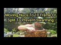 Moving Nucs To 10 Frame Or Split To Prevent Swarming