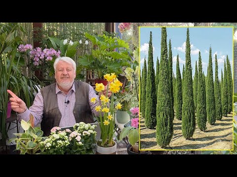 THE DAILY GARDEN: EVERYTHING YOU NEED TO KNOW ABOUT THE PROVENCE CYPRESS, AN ELEGANT CONIFER (iss...