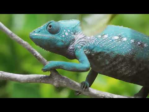 色が変わる動物たち