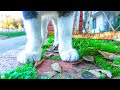 Tuxedo Cat Gathers Up The Gang After Showing 4 PAWS Hungry Kittens Meowing Lucky Paws