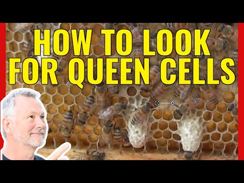 Beekeeping | What Are Drone Cells, Queen Cells & Worker Cells?