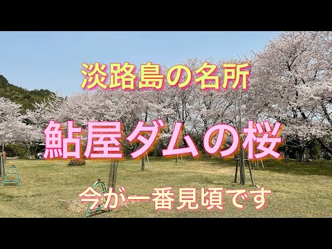 近くの鮎屋ダムに桜を見に行った◇満開◇21/3/30