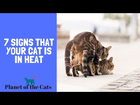 Signs That Your Female Cat Is In Heat | How To Tell If Your Cat Is In Heat