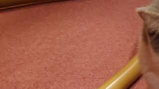 トナカイ牧場 のライブ配信