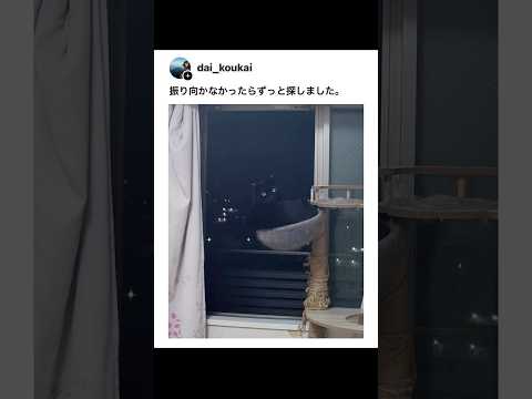 かくれんぼが上手な猫ちゃんたち