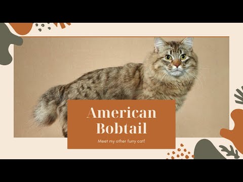 American Bobtail Cat Breed|Information About American Bobtail Cat|American Bobtail|Japanese Bobtail