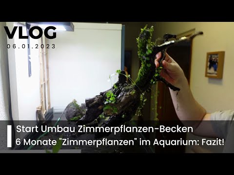 Houseplants Aquarium Conversion 1/2, 6 Months Houseplants in the Aquarium #aquaristics #aquarium ...