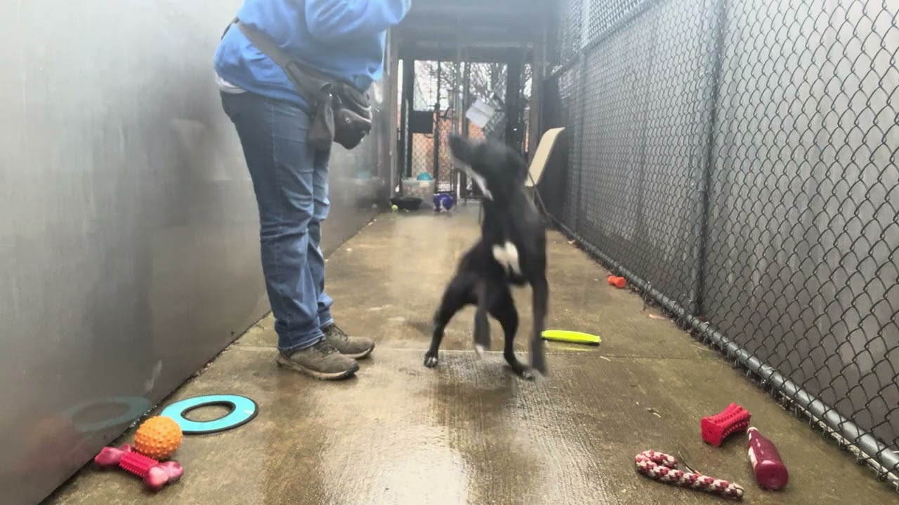 Annelle, an adopted mixed breed in Chicago, IL video 5/5