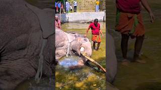 Download lagu කණ්ඩුල නාවන්න උපුල් මාමා දාන සෙල්ලම්|Kelani Kandula #shortvideo #fyp #short #shorts mp3 Download lagu කණ්ඩුල නාවන්න උපුල් මාමා දාන සෙල්ලම්|Kelani Kandula #shortvideo #fyp #short #shorts mp3