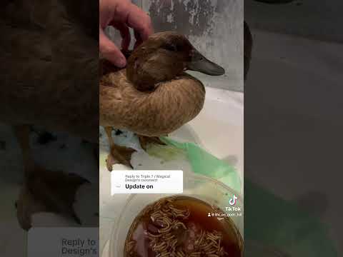 Quacker Duck: The Update You’ve Been Waiting For