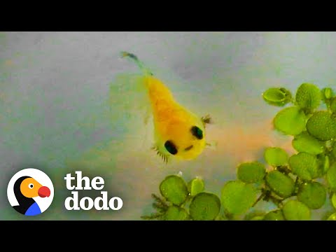 Dying Betta Fish Smiles at his Rescuer | The Dodo Little But Fierce