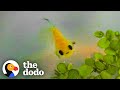 Dying Betta Fish Smiles At His Rescuer The Dodo Little But Fierce