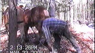 preview picture of video 'horse logging with a go devil'