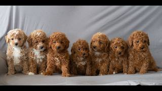 Video preview image #1 Poodle (Miniature) Puppy For Sale in DORNSIFE, PA, USA