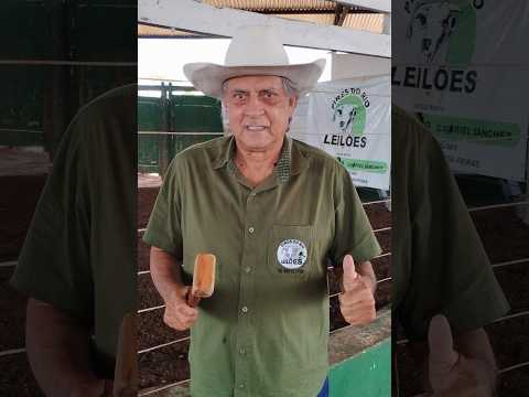 PIRES DO RIO LEILÕES - PIRES DO RIO - GO - 16/03/2026