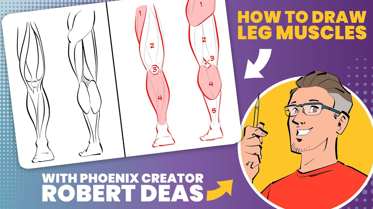 How to draw leg muscles